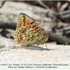 argynnis niobe tleyserukh female2